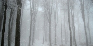 雾蒙蒙的森林里飘着雪花