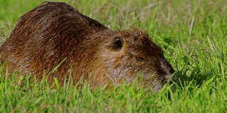 海狸鼠在草地上吃东西