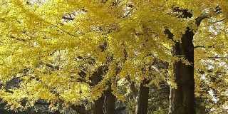 秋天银杏树木