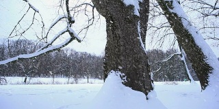 冰雪覆盖的树木;高清多莉