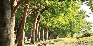 公园里一排树。