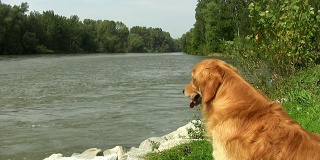 河边的金毛寻回犬