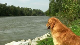 河边的金毛寻回犬视频素材模板下载