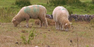 两只羊在安静地吃草