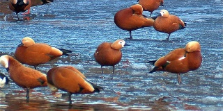 红润的雌麻鸭。在冰上成群结队。