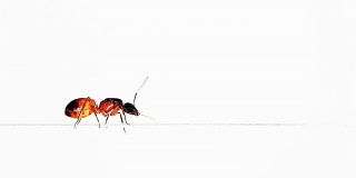蚂蚁停在一根细绳子上，清理自己