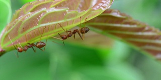 叶子上的红蚂蚁