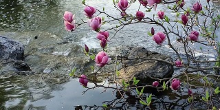 溪上的粉红色木兰