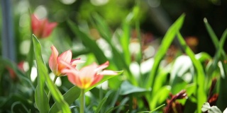 beautiful tulips dancing in the wind