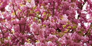 粉红色和白色的樱花(开花)树