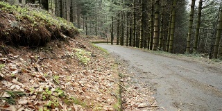 路在林中，森林树木自然滑多莉