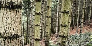 森林森林里的树木在大自然中滑多莉