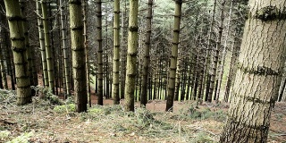 森林森林里的树木在大自然中滑多莉