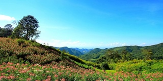 山上美丽的花田