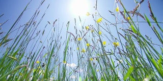 高高的草前面是蓝天和太阳