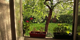 HD:雨中的阳光花园