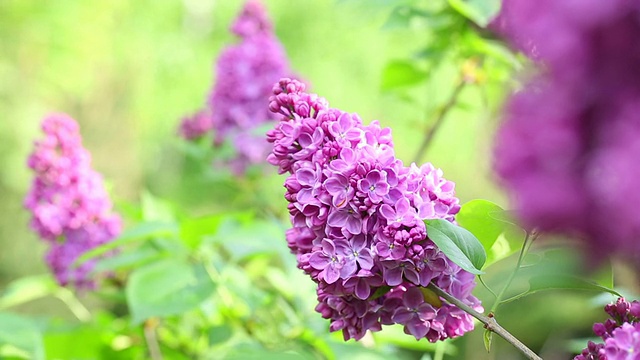 紫丁香。