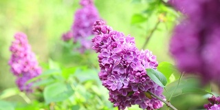 紫丁香。