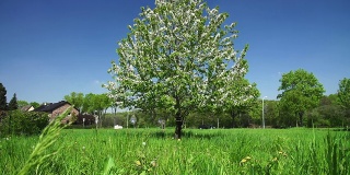 鹤起来:盛开的樱桃树