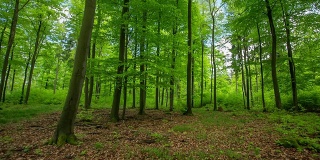 STEADYCAM:森林
