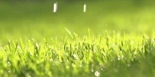 HD超级慢莫:水滴落在草地上