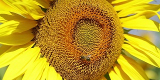 带蜜蜂的向日葵