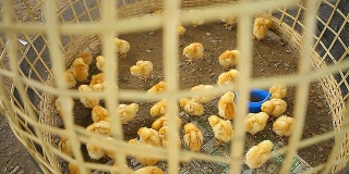 笼子里的小鸡。
