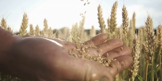 HD超级慢莫:小麦粒落在手上