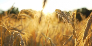 HD多莉:日落时的小麦秸秆