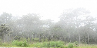 森林中的雾