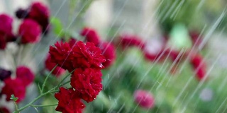 雨中的玫瑰特写视频