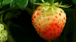 草莓成熟视频素材模板下载