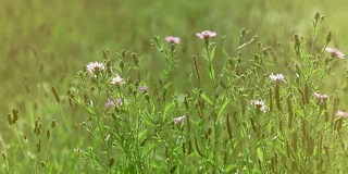 草和花