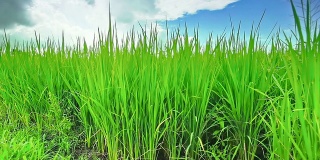 Paddy field in Northern of Thailand, crane shot