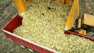 倾倒车将收获的甜玉米放入半挂车视频素材模板下载