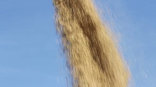 收割拖拉机在稻田里工作视频素材模板下载