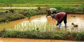 亚洲农民种植水稻