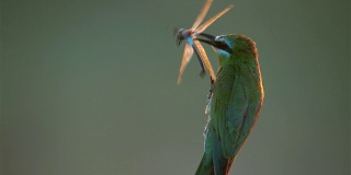 Blue-cheeked食蜂鸟