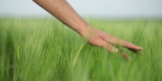 手和小麦