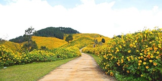 路中间一片黄花。