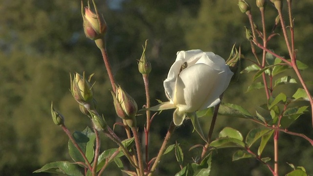 一只白玫瑰上的蜜蜂