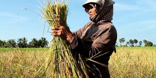 在亚洲，成熟的妇女正在收割水稻