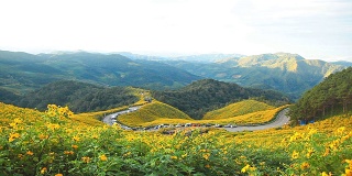 路穿过了山上的一片花田。