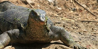 亚洲水监视器蜥蜴(Varanus salvator salvator)