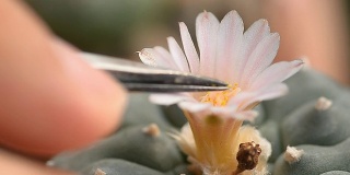 花的花粉是用镊子保存的