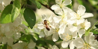 蜜蜂工作