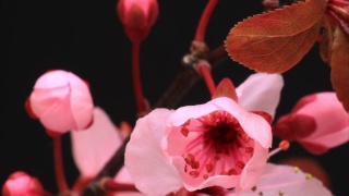 粉红色的樱花高高地盛开视频素材模板下载