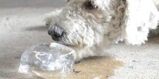 狗吃冰块