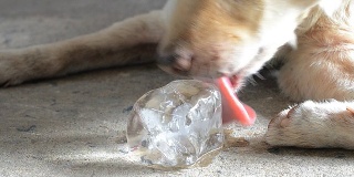 狗吃冰块