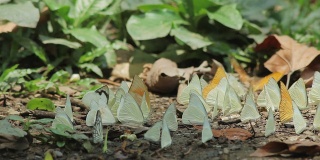 一群蝴蝶在大自然中谋生